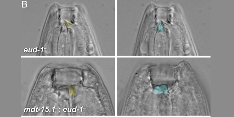 sofiacasasa's tweet photo. Excited to see our paper out in @PNASNews We show that a Mediator subunit ensures the development of alternative mouth morphs in the nematode Pristionchus pacificus
https://t.co/RYDbQkuKzw https://t.co/38d9YWYJb8