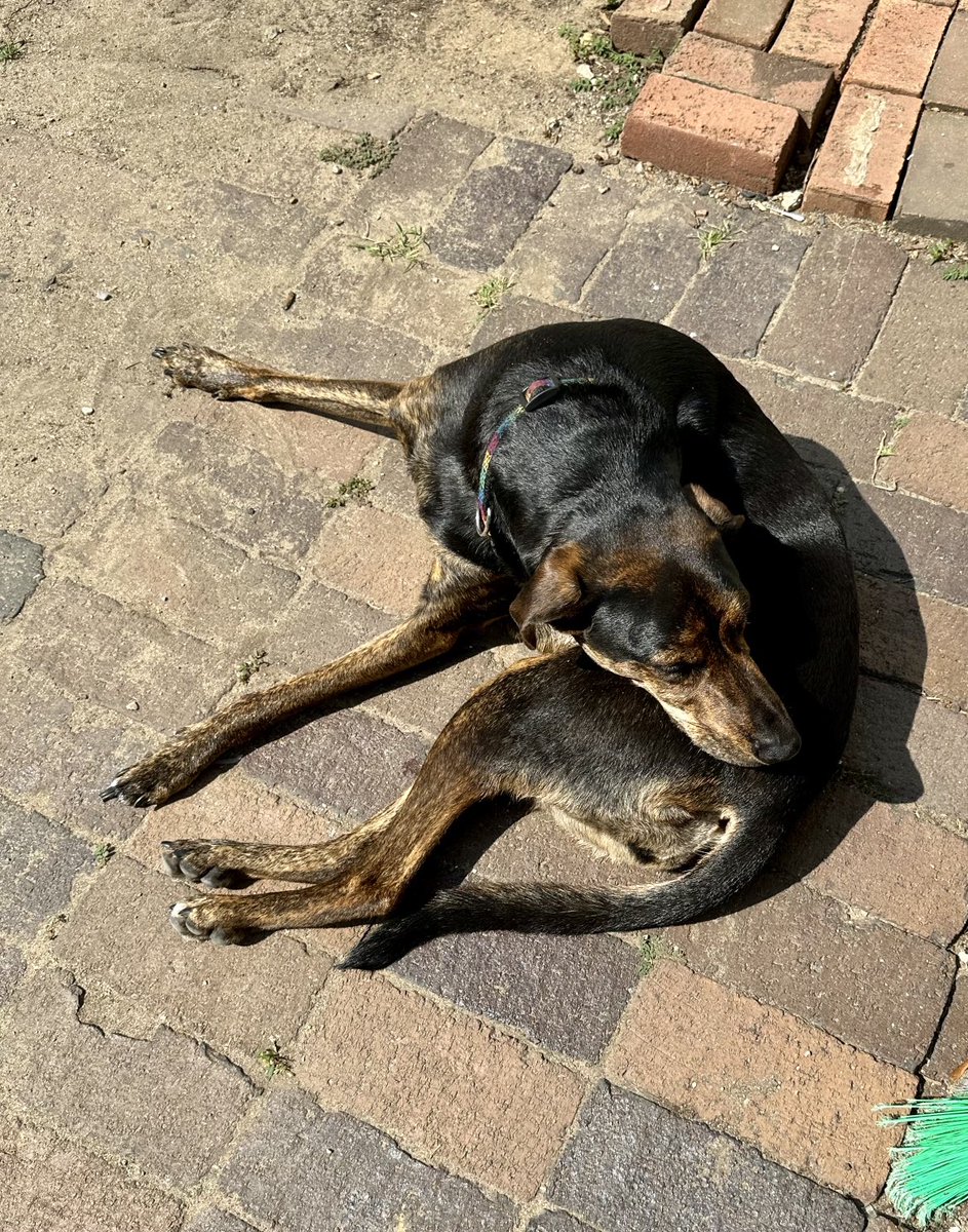 We currently have a heat index of 104 degrees. This is where Saoirse barked at us from inside the air conditioning: