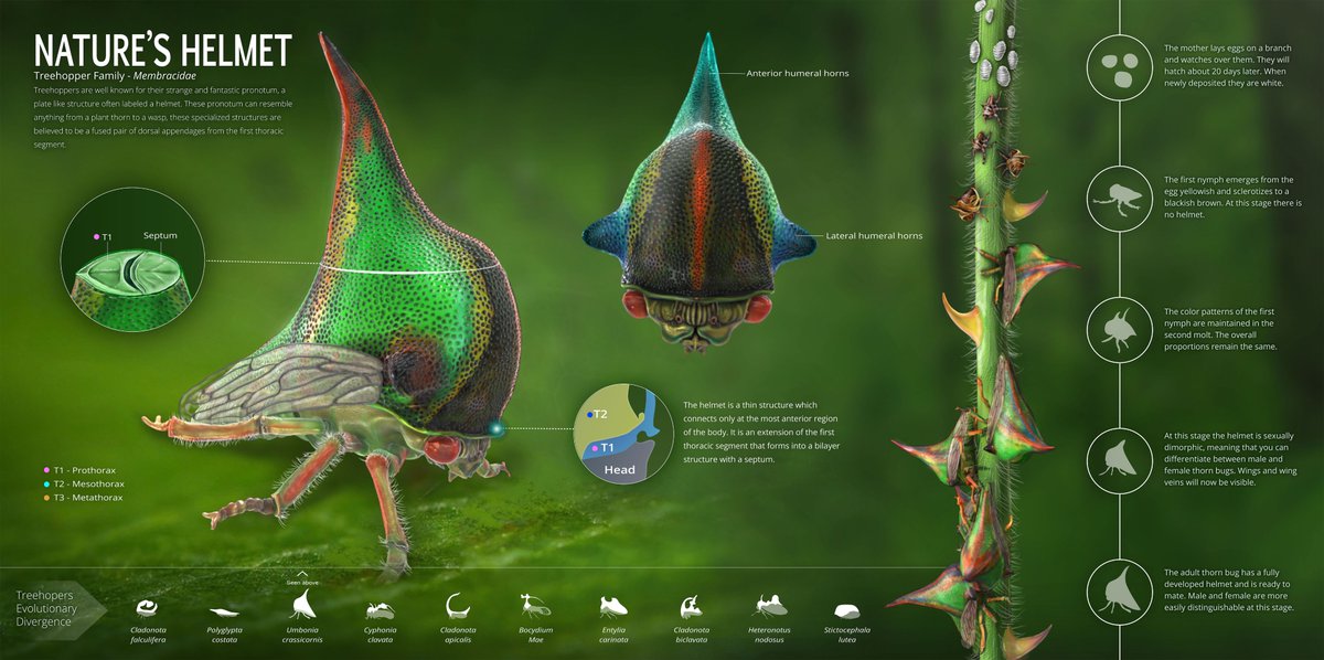 An #infographic I made on #Treehopper's anatomy and life cycle! It can now be seen at the @GNSIorg 2023 exhibit

#Thornbug #Entomology #Biology #Science #Earth #WildlifeEducation #SciComm #Infographic #VizSciComm #Art #Illustration #ScientificIllustration #IllustratorsOnTwitter