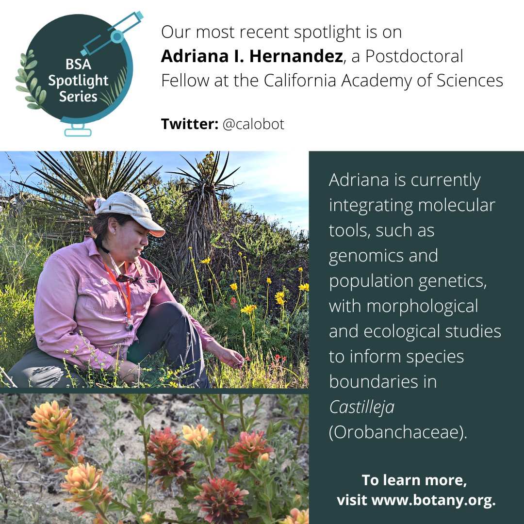 Botanical_'s tweet photo. Introducing this month's #BSASpotlight, Adriana I. Hernandez (@calobot)!
Visit https://t.co/OfIIaWT23i to learn more about what Adriana is researching, how she got into the field of botany, and her advise for other early career scientists. https://t.co/2xoLZnw0hT