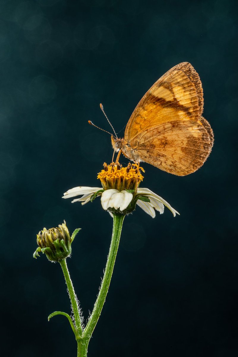 GM ☕️
This is a tezos SHILL not a DRILL🤑

🔹XTZ NFTs only
🔹Tag #ThirstyTezday 
🔹Tag 2+ friends
🔹Shill any way u want
🔹If you collect, pls reply under the piece

Me &amp; a few friends will collecting!
<a href="/MellodoraArt/">Mellodora</a> (her 🦋) 
<a href="/rosstintexas/">rossabrown.eth</a> <a href="/_bennycreator/">Jesse Parisien (BennyCreator)</a> <a href="/OPStudiosarts/">Open Plains Studios</a> @smd1878