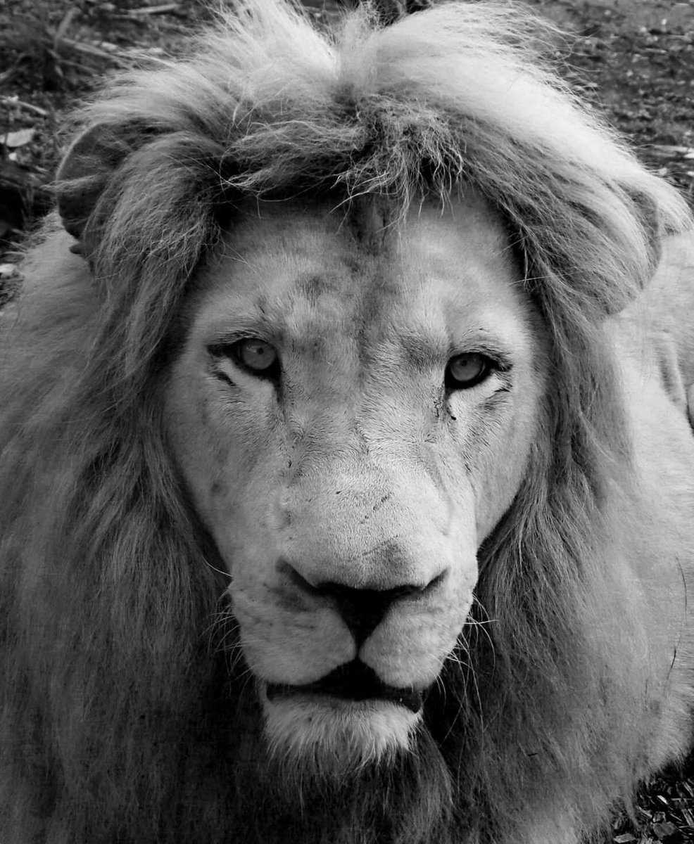 redblacklist05's tweet photo. Quelques photos animalières faites avec un appareil photo bridge et non réflexe dans des zoos en France ☺️
#lpt #laphotoparfaite https://t.co/DRk0KXtUbx