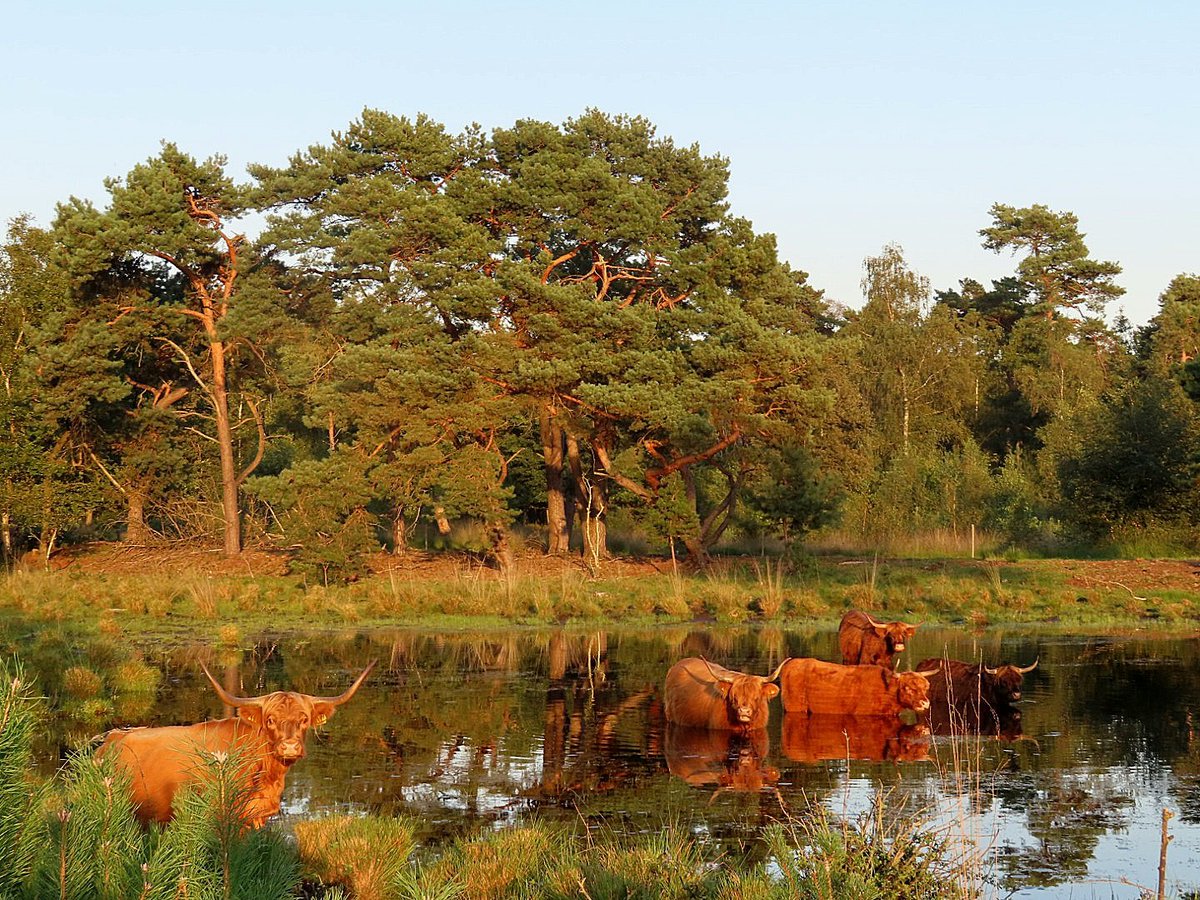 iet1234's tweet photo. After a hot day ..... this is the right place 👍😅
enjoy your evening too friends
#scottishhighlander
#NatureBeauty #ThePhotoHour https://t.co/prPe87LuoL