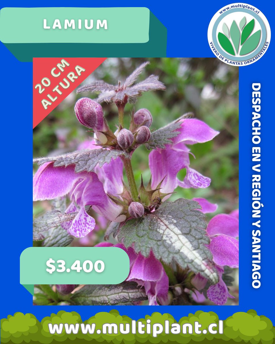 Multiplant1's tweet photo. #Lamium #Maculatum 

Es una planta que funciona muy bien en lugares con semi sombra, sus flores plateadas y lilas son especialmente hermosas para formar bordes bajos. 

Es una planta que no requiere suelos especiales y prácticamente está libre de plagas. 

#Vivero #Multiplant https://t.co/UDCRY7EZxc