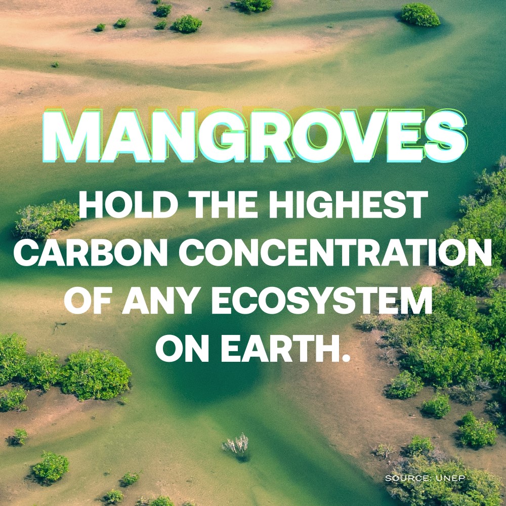 (🧵 1/6) Mangroves play a monumental role in combatting the climate crisis. And now thanks to blue carbon projects, businessess can help protect them. Learn more ⤵️