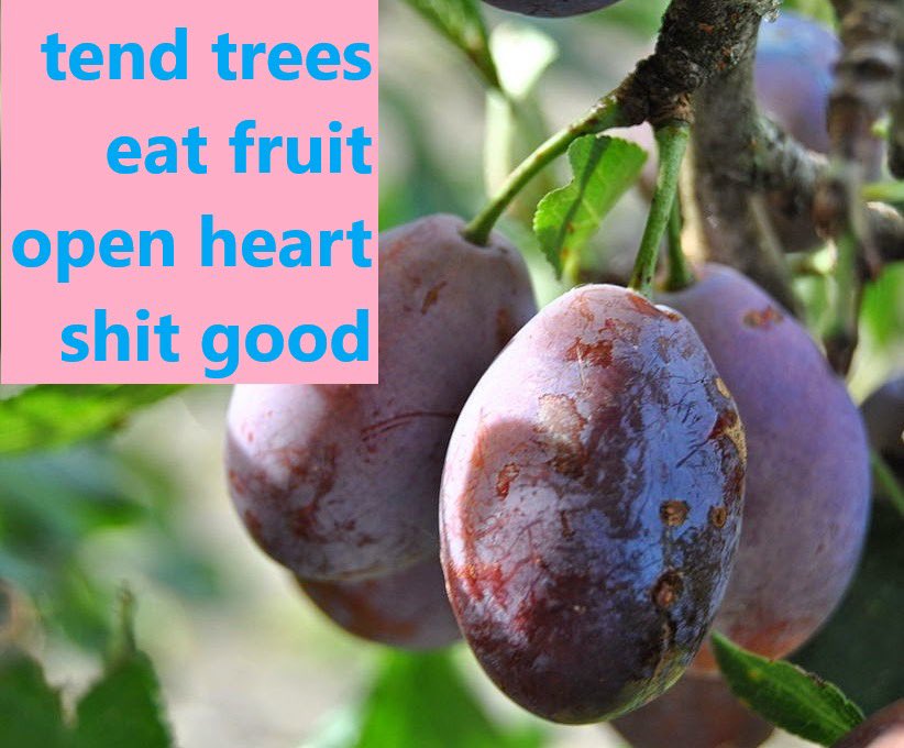 Botany Shitposts tweet media