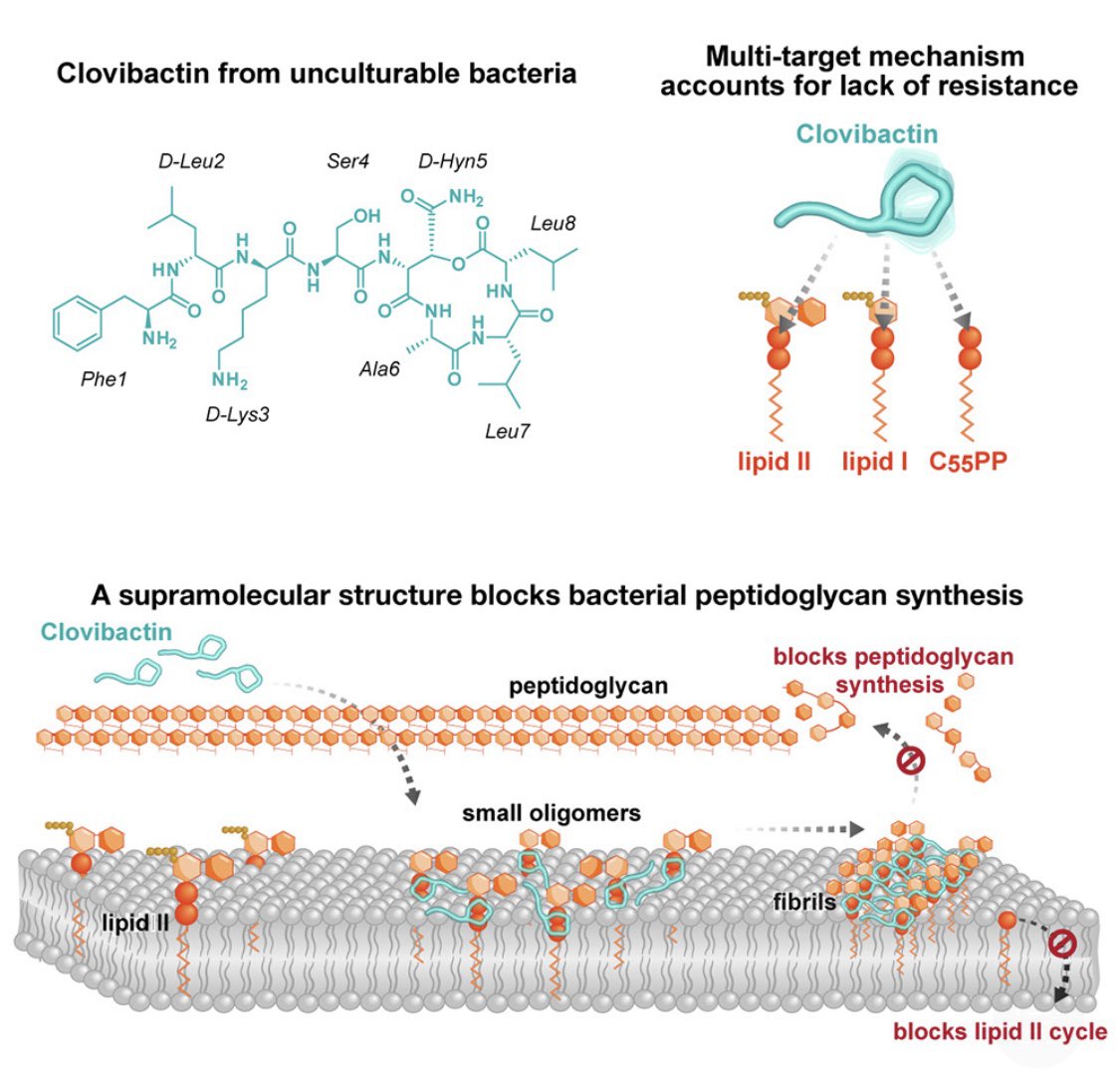 Arming the #antibiotics repertoire with a new promising #drug. Introducing Clovibactin. With its multi-targeting #mechanism against #superbugs, #AMR will be tackled.

The story is published in @CellCellPress and congratulations to the entire team!🥳

lnkd.in/ek2f5Y_