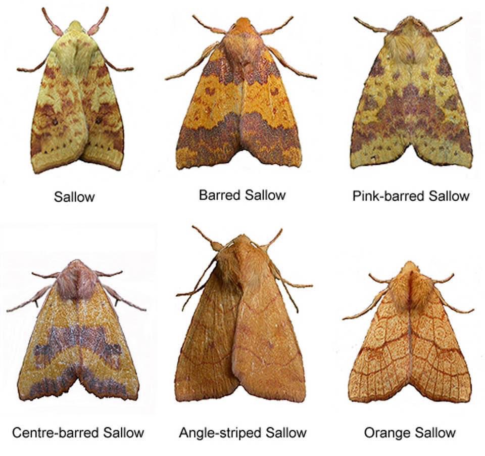 Join our moth experts on Sunday 27th August at 10 am at the Visitor Centre to identify the moths caught in the traps overnight. They’re expecting the first of the autumn moth species. All welcome!