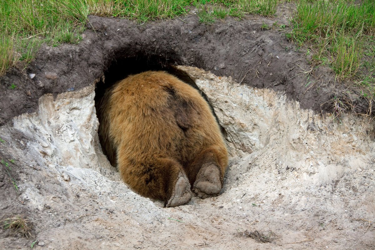 Passive_IncomeG's tweet photo. Woke up from my bear hibernation.
The first things that popped in my discord\Twitter:

@MooniesWTF are on the fast climb! Rev share is snowballing by the week.

Last time @whirltools payout was below 1 sol the date was May 30th. 

Doubloons by @LiquidCapNFT payouts back to 0.04+. https://t.co/YFivD7P6Mk