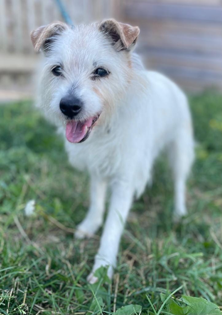 AdoptionsUk's tweet photo. Please retweet TO HELP FIND THE OWNER OF THIS Female Jack Russell found straying in Berridge Road, #SHEERNESS #KENT #UK
She's chipped, but the details haven't been kept up to date so the council can't contact the owner. They are desperate to get her home, as she's 17 and is very confused about where she is. If you recognise this dog please contact the OOH Dog Service on 07795 237479. 
Proof of ownership required. #dogs