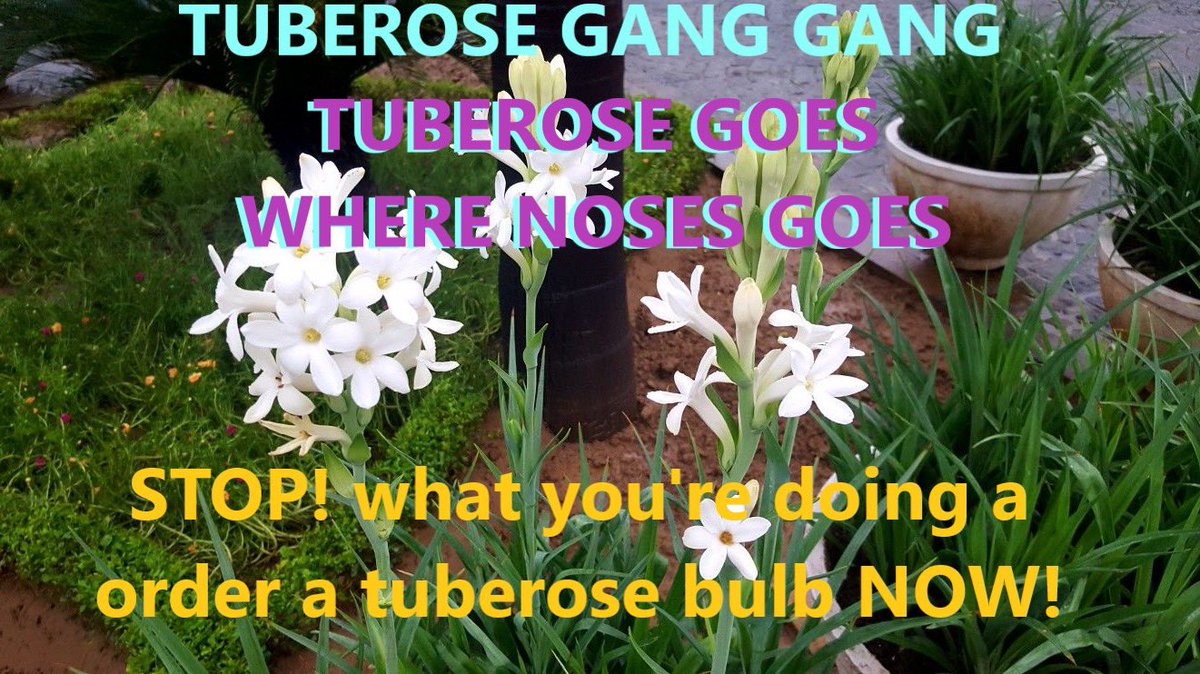 Botany Shitposts tweet media