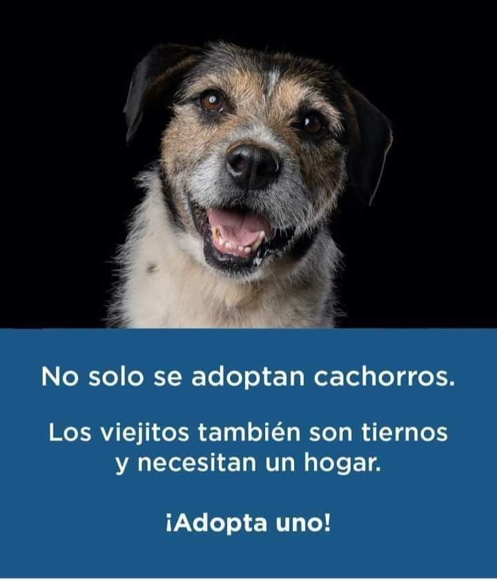 pildorin's tweet photo. #AdoptaNoCompres los viejitos te necesitan ❤️ https://t.co/A5YtxMmjuB