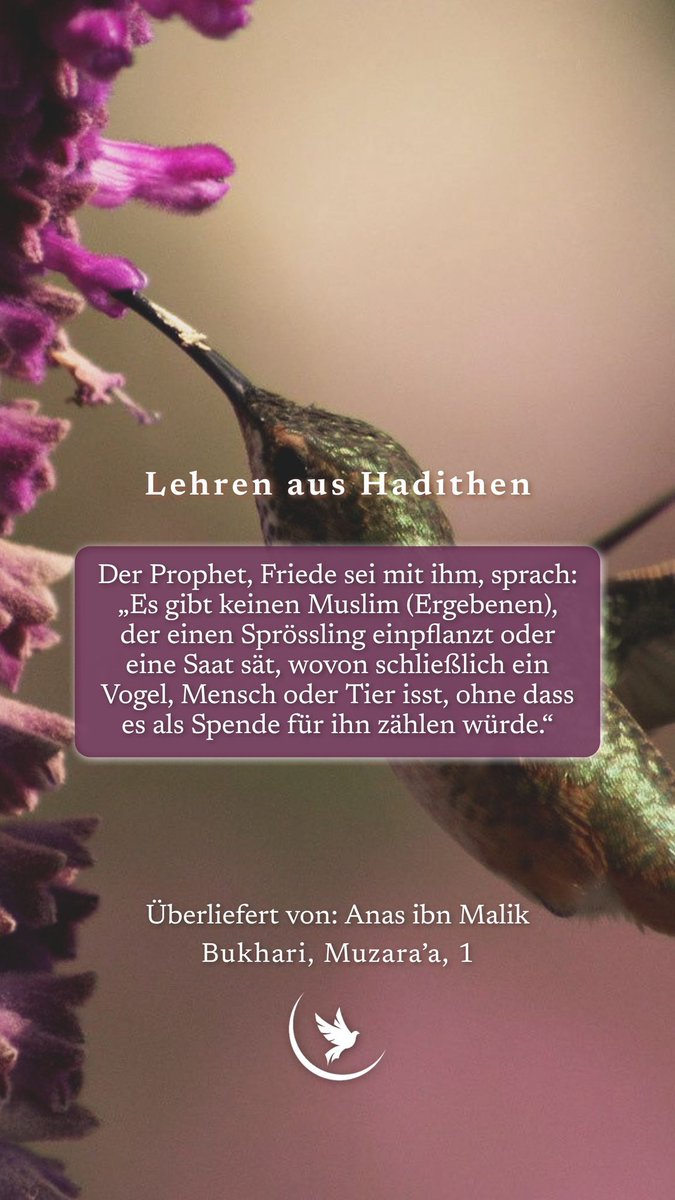 himmelsschueler's tweet image. Lest unseren Beitrag zum Hadith der Woche:

🖋️ „Umweltbewusstsein“ —

 himmelsschueler.de/beitraege/ZePH…

#HadithderWoche #Hadith #Ahadith #Muhammad #Bukhari #HadithdesTages #Islam #Allah #Gott #Islam #Muslim #Umwelt #Pflanzen #Heilung