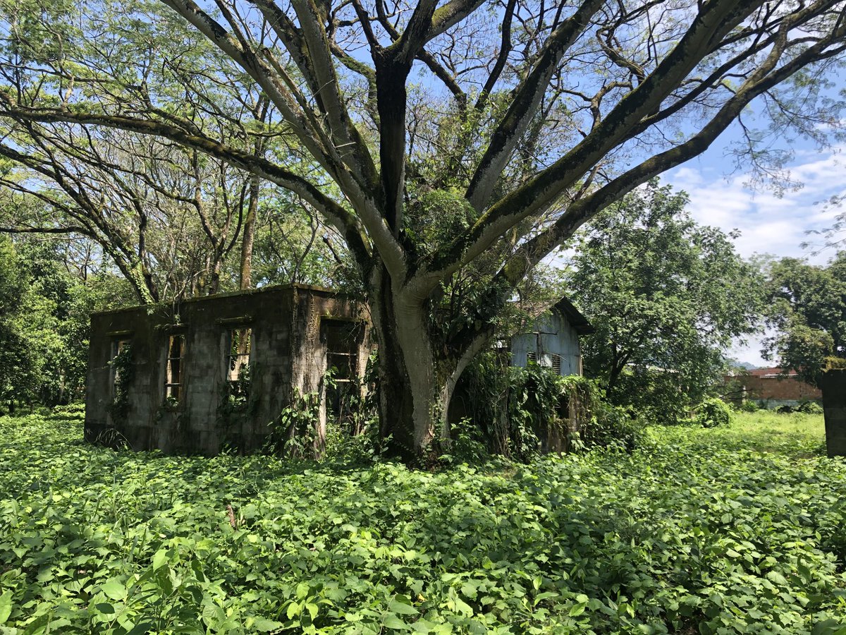 gperezflorez's tweet photo. Muestras del estado de abandono en que ⁦@InviasOficial⁩ mantiene el antiguo complejo ferroviario y del cable aéreo. Se lo está comiendo la hierba. ⁦@mincultura⁩ @jdcorreau Presidente ⁦@petrogustavo⁩ lo invito a Mariquita para que lo vean sus propios ojos. https://t.co/8EThJzObLb