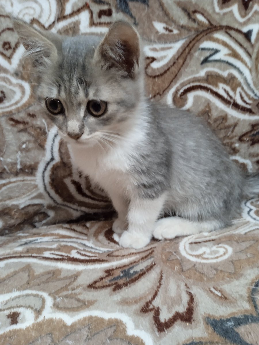 valeriyaale59's tweet photo. Мне вчера пришлось ещё подобрать двоих котят. Их просто подбрасывают мне под подъезд. Итого, в 1-но комнатной квартире уже 15... Практически никто не пристраивается, да и больных половина. А ещё мне некогда их фоткать для объявлений... https://t.co/sWahdjsnKQ