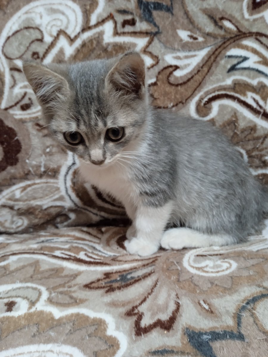 valeriyaale59's tweet photo. Мне вчера пришлось ещё подобрать двоих котят. Их просто подбрасывают мне под подъезд. Итого, в 1-но комнатной квартире уже 15... Практически никто не пристраивается, да и больных половина. А ещё мне некогда их фоткать для объявлений... https://t.co/sWahdjsnKQ