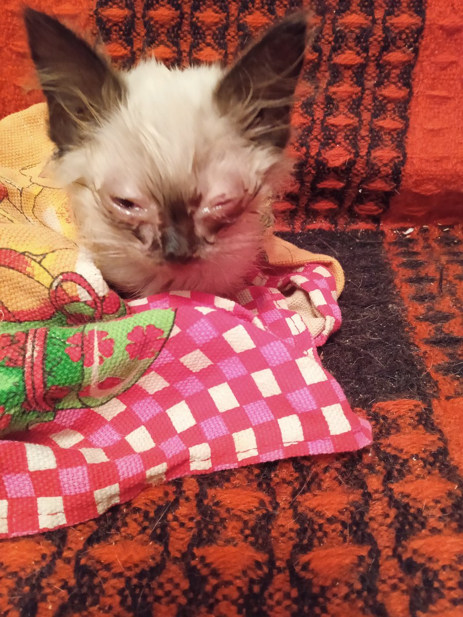 valeriyaale59's tweet photo. Мне вчера пришлось ещё подобрать двоих котят. Их просто подбрасывают мне под подъезд. Итого, в 1-но комнатной квартире уже 15... Практически никто не пристраивается, да и больных половина. А ещё мне некогда их фоткать для объявлений... https://t.co/sWahdjsnKQ