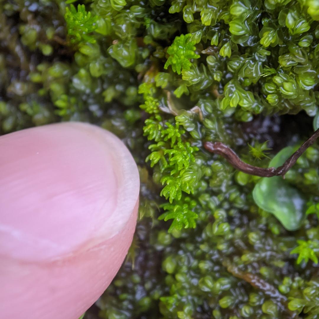 bryofloristic's tweet photo. Oligotrichum hercynium, a tiny moss that grows in a similar habitat to its relatives Pogonatum urnigerum and P. aloides, namely acidic, sandy soil, often found on tracksides. https://t.co/Y7dLxhEf2s