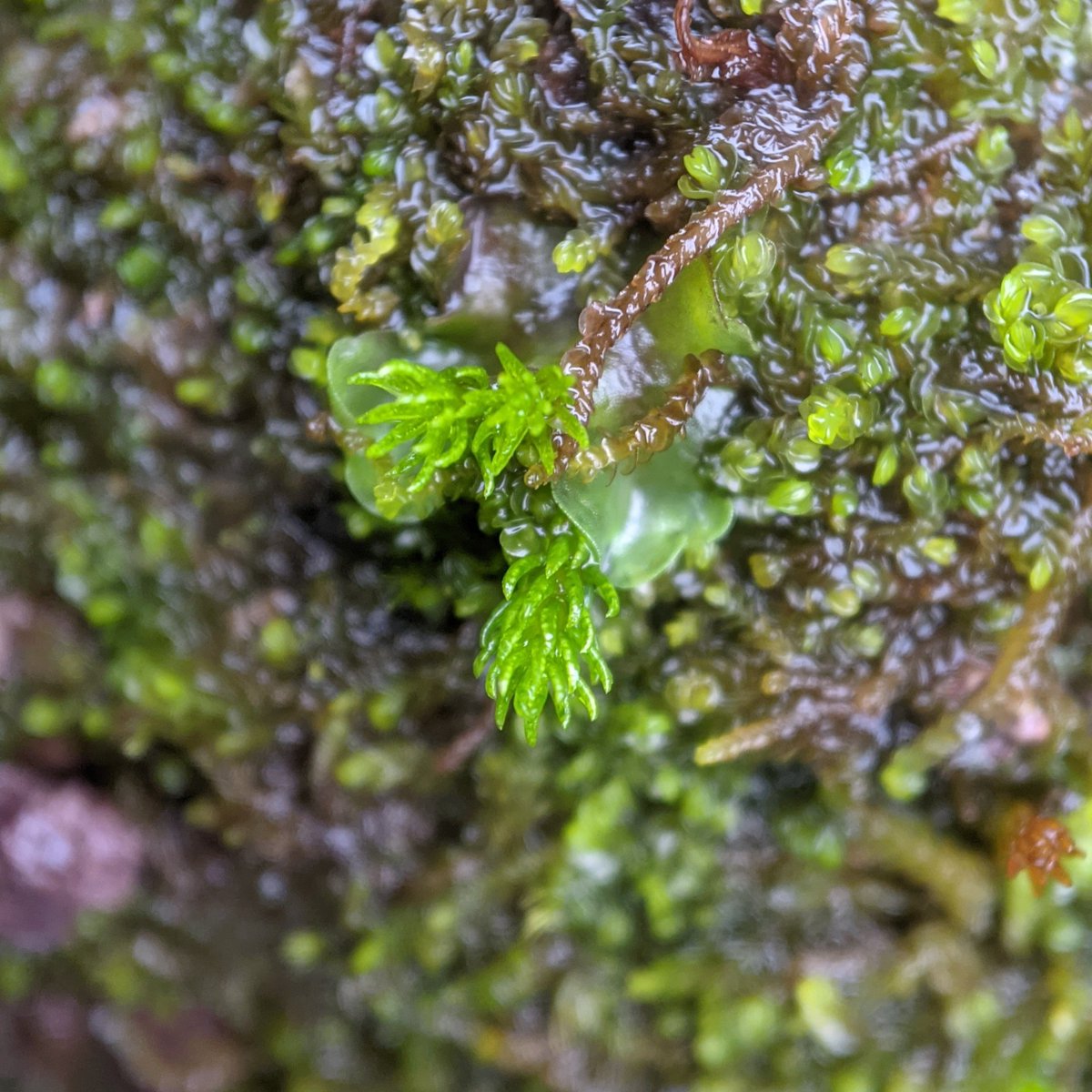 Oligotrichum hercynium, a tiny moss that grows in a similar habitat to its relatives Pogonatum urnigerum and P. aloides, namely acidic, sandy soil, often found on tracksides.
