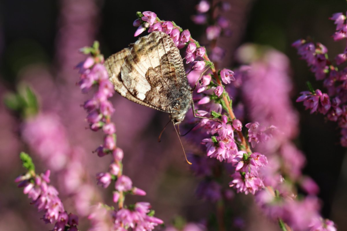 biffa69's tweet photo. Good numbers of #grayling butterflies this year. Not the UKs most attractive species but nice to photograph in the golden hour. https://t.co/yZyvYMPwbJ