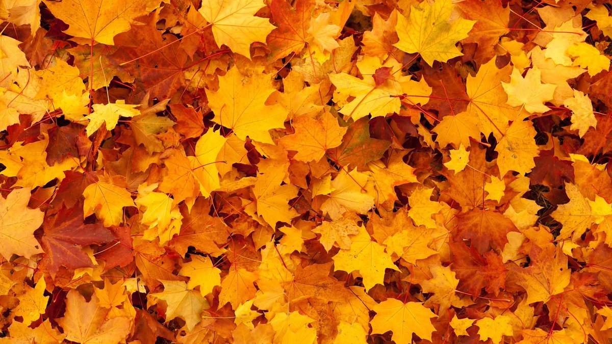 Natural Sciences at Massey (@natscimassey) on Twitter photo Research into leaf senescence offers new opportunities to discover plant improvement strategies. New review by <a href="/NatSciMassey/">Natural Sciences at Massey</a>’s Paul Dijkwel & colleagues from the Chinese Academy of Sciences in Environmental and Experimental Botany: doi.org/10.1016/j.enve… Research into leaf senescence offers new opportunities to discover plant improvement strategies. New review by <a href="/NatSciMassey/">Natural Sciences at Massey</a>’s Paul Dijkwel & colleagues from the Chinese Academy of Sciences in Environmental and Experimental Botany: doi.org/10.1016/j.enve…