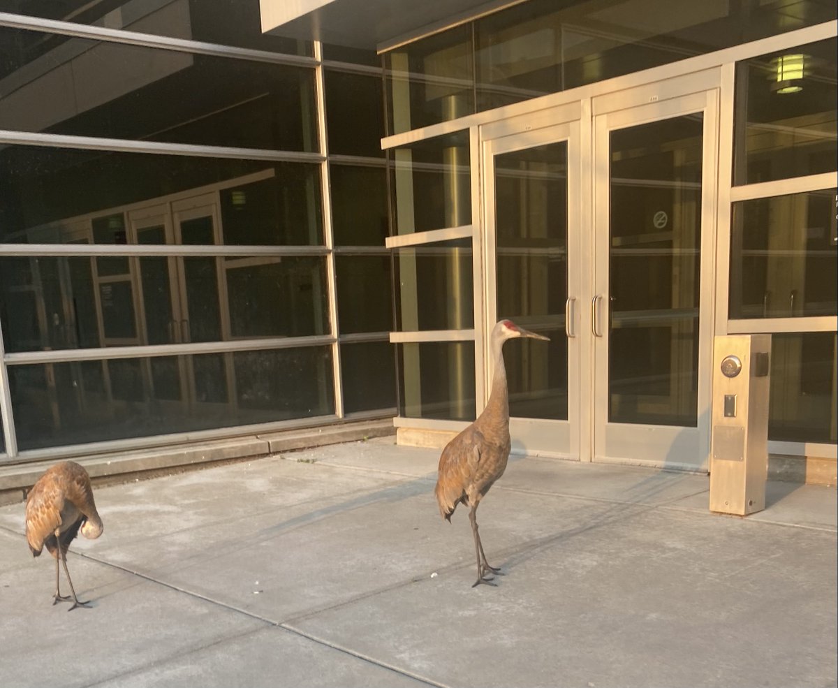 The HSLC had some curious visitors this week! They want to be part of the amazing group of MSTP students we have this year.