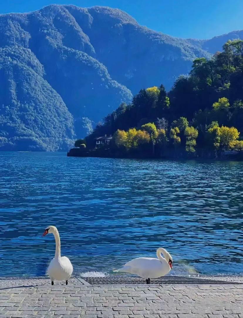 dollish replevin jotting convertiplane