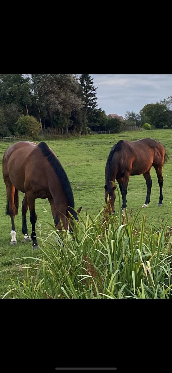 BrHeggs's tweet image. Loving life #atty&amp;amp;momty 🐴🐴