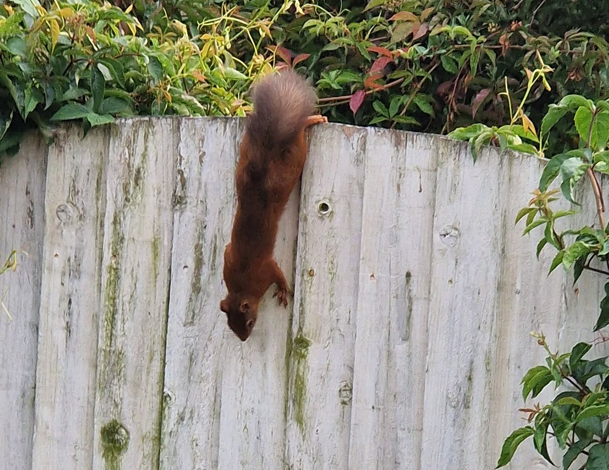 BandDRSG's tweet photo. More Red Squirrel sightings of note this week. One seen in a garden in Hallbankgate, another seen, for the 1st time in 20 years, at a farm near Roadhead, and one seen this evening in a garden in the Currock area, Carlisle (seen below - thanks to a resident for the photos &amp; video) https://t.co/HdVSOUnFXf