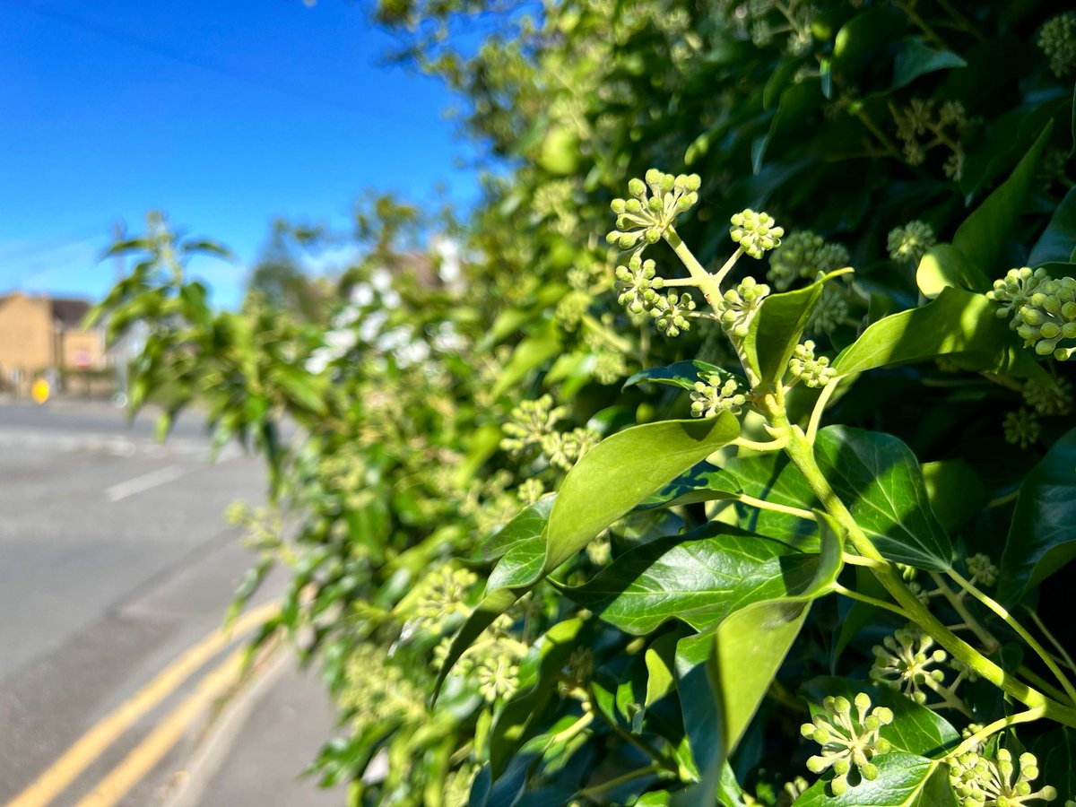 As we approach the time of year where we instinctively want to cut everything back for the sake of “tidiness,” I implore that you don’t! Our hedgerows in particular are about to come alive with #wildlife! These Ivy flowers are about to provide for our later emerging insects, and