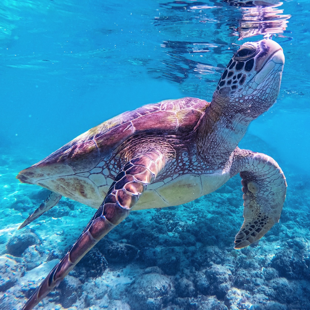 Unlike their freshwater cousins with #WebbedFeet, #SeaTurtles have long flippers, perfect for traveling the strong ocean.

They may not be the fastest swimmers, averaging less than 6mph. However, when frightened, they can showcase their remarkable agility by reaching up to 22mph!