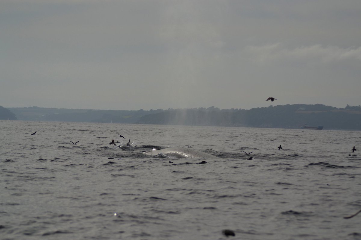 Harry Clark tweet media