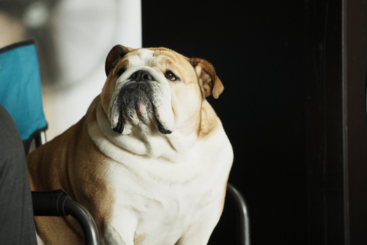 ameliaknisely's tweet photo. I feel like if Babydog goes to Washington, it will complete her metamorphosis into the dog from Pocahontas. https://t.co/8BD2wUAMHc