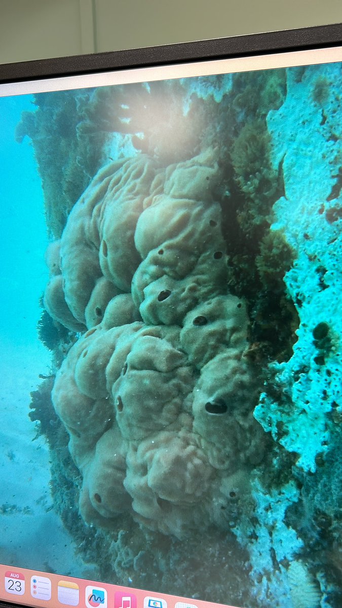GobyPrincess's tweet photo. Sponge and Tunicate people, any idea what this inflated encrusting one is? Found in west Florida on pier.
#IDhelp #sponge #tunicate #marinebiology #florida https://t.co/4C5nqKnrfN
