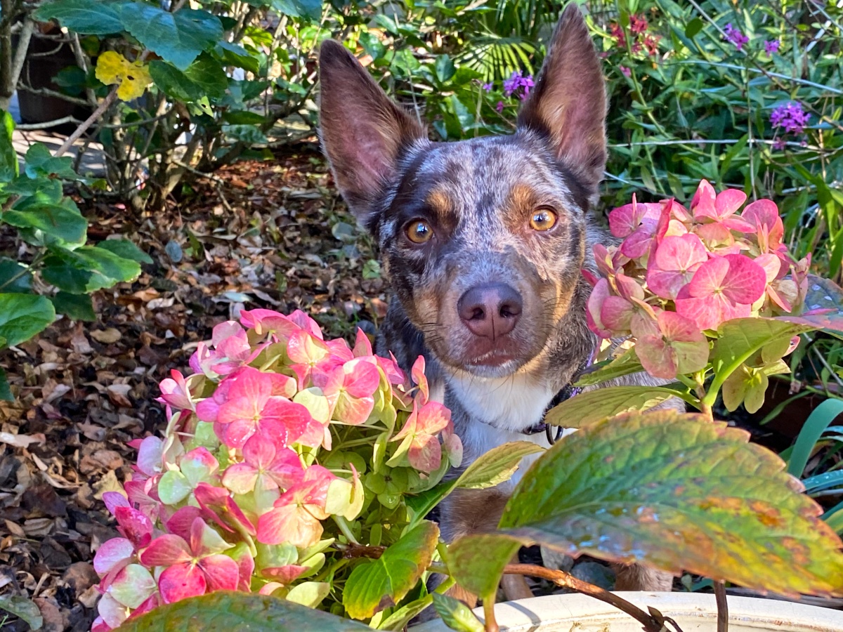 The_Hepsta's tweet photo. Morning everypawdy, here we have the hydrangea for you 😊 Now dids you know her pollen is super sticky so it won't makes you sneeze and the little pink fingies aren't petals at all? 😮😀 Okay byee 🐶🌸💕
#floofsforyou #flowerdog https://t.co/3Y8ZWfwVyl