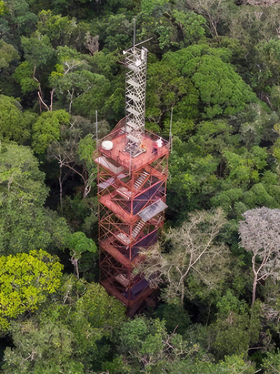 We are just beginning a new study on insect diversity in the Amazon tropical forest—at a site close to Manaus. This is an international team that will sum over 400 people to study the vertical stratification of the insect diversity of all orders (photo by Craig Cutler).