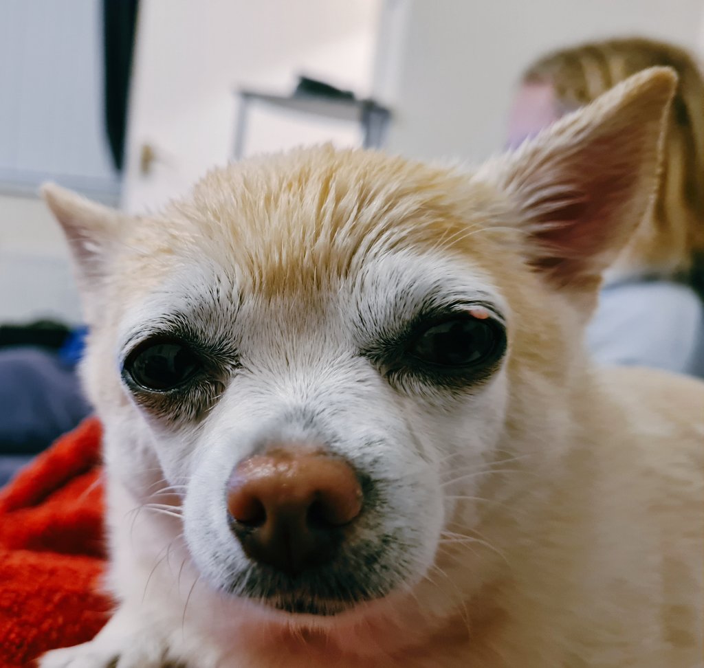 The_Wee_Hen's tweet photo. It's wet out 🌧 
#dogs
#DogsofTwittter 
#DogsOnTwitter 
#chihuahua 
#chihuahualife 
#chihuahuacuteness 
#Chihuahuasoftwitter 
#chihuahuaontwitter
#August2023 https://t.co/xP3RreblhJ