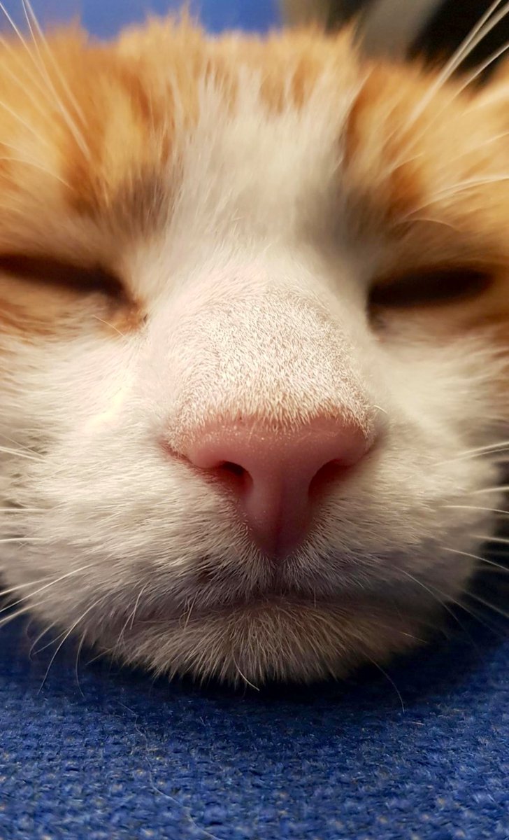 Night night sweet dreamies 

You may not be able to avoid being hurt, but you can choose not to let the hurt last any longer. 
Take a deep breath and please remember just how wonderful you are.

#cats #cats #Cat #CatsOnTwitter #CatsOfTwitter