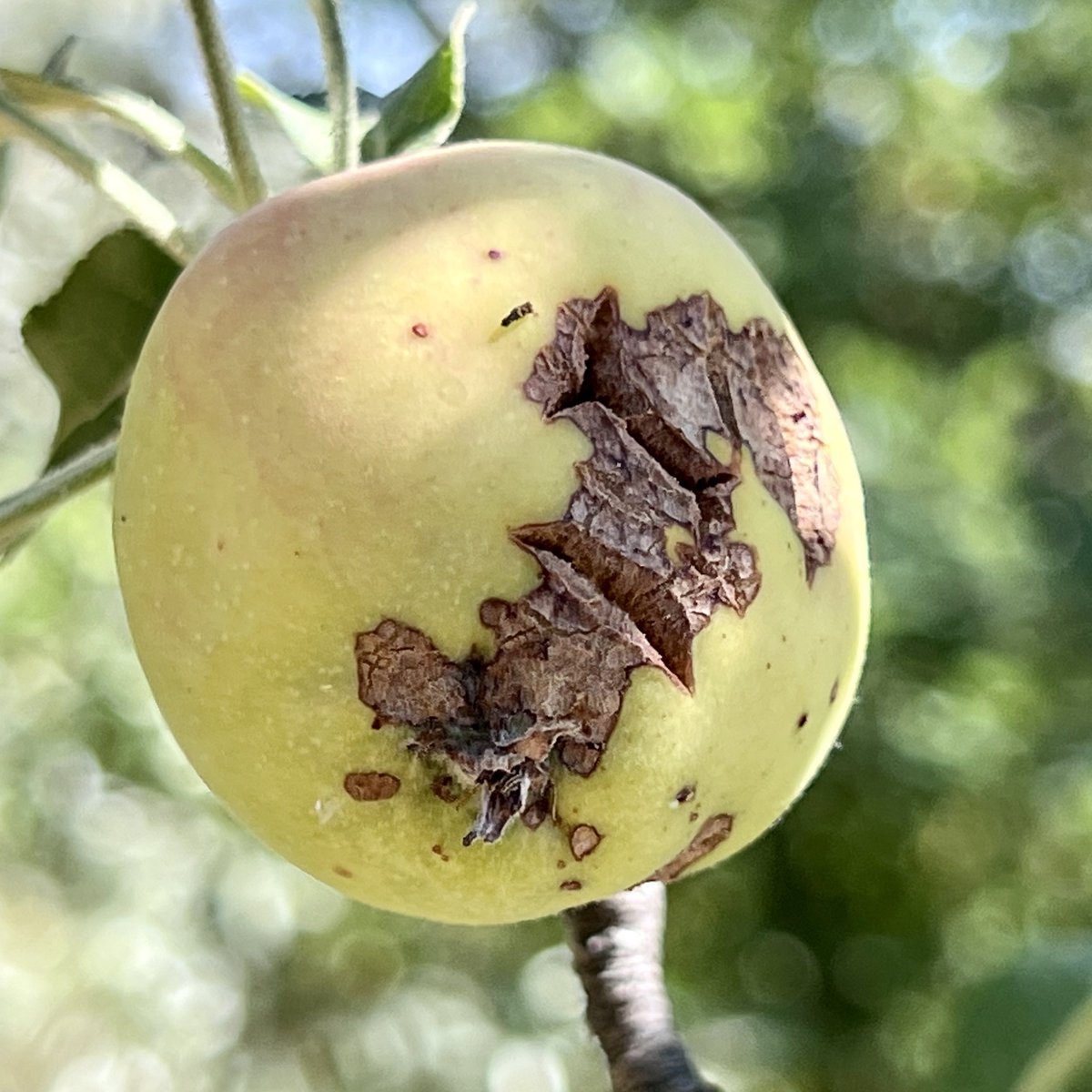 awaicekhan's tweet photo. Although it is dry and hot weather in Niğde, #Turkiye , I was able to find #AppleScab on feral #Apples during our hike today near the Gebere dam. https://t.co/VcsDynQLpn