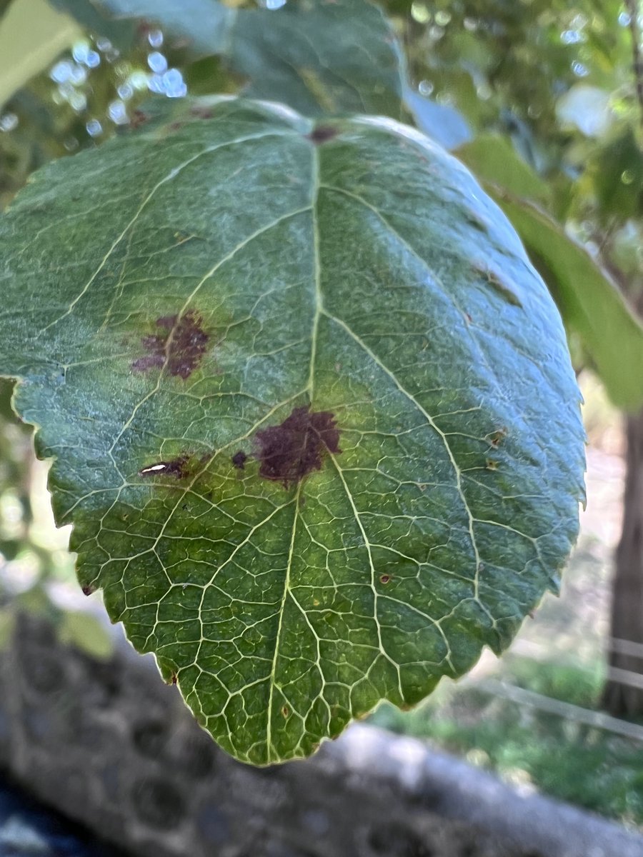 awaicekhan's tweet photo. Although it is dry and hot weather in Niğde, #Turkiye , I was able to find #AppleScab on feral #Apples during our hike today near the Gebere dam. https://t.co/VcsDynQLpn