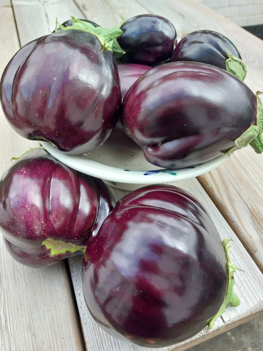 Like our other vegetables our #aubergines have cropped really well! Grown from seed in #FertileFibre Seed #Compost, we then planted them on in last year's tomato compost with added fertiliser to boost the nutrients! We love to #reuse compost! #peatfree