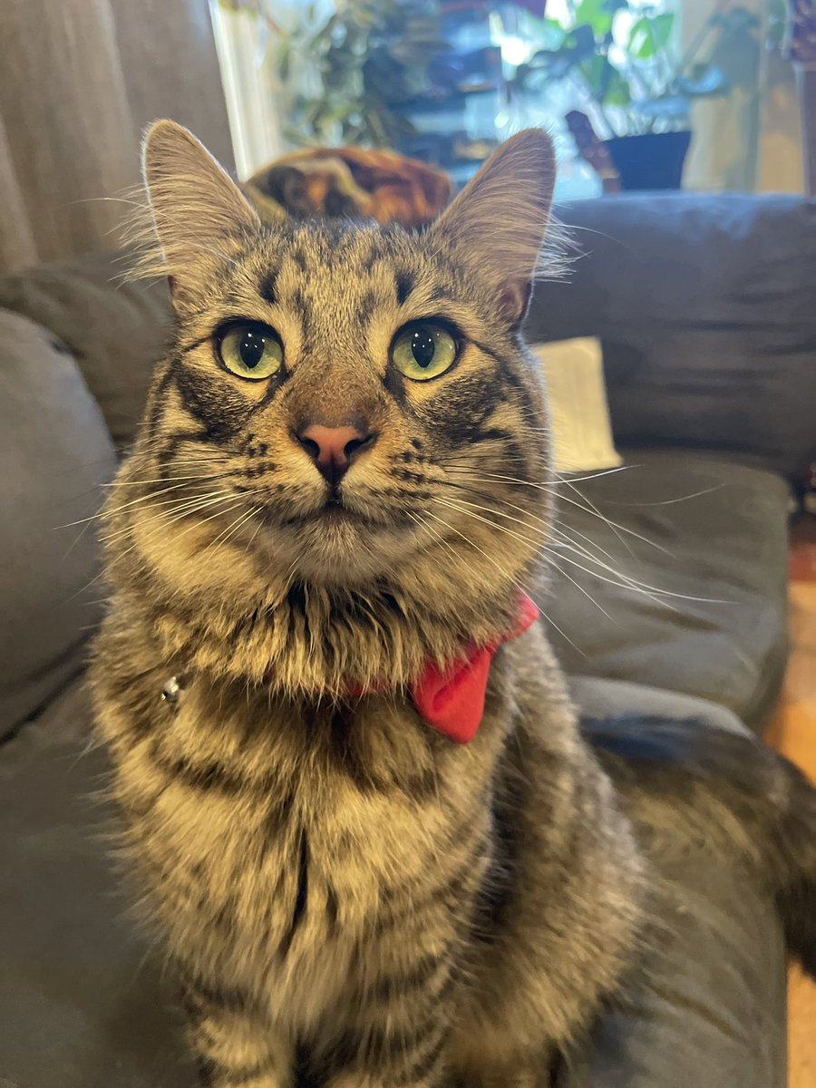 Andrea56822453's tweet photo. I got into trouble today. Mom let me out, I wandered away. When I came back, she noticed someone had trimmed my whiskers on one side. I’m no longer allowed outside unsupervised. Who would do such a thing?😿 https://t.co/lXfFBnSB6s
