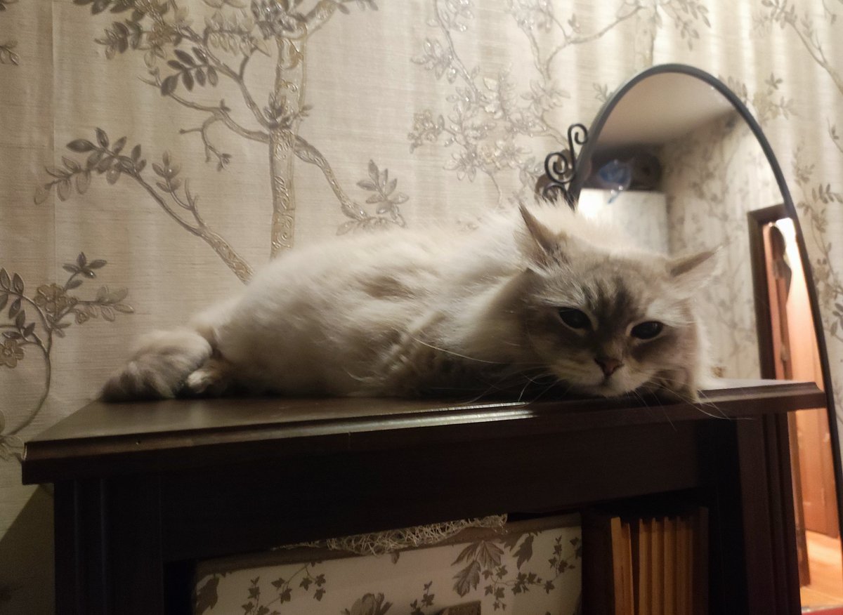 #коточетверг с томным Сэром вам