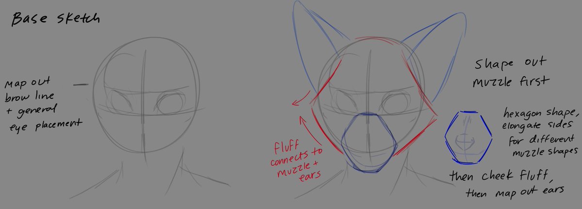 captynz's tweet photo. redid my old head/muzzle tutorial! 

things are still mostly the same (+ honestly there's a lot of intuition at play here, there's a lot more I could go into) this isn't the only way to draw muzzles/faces of course, just how I do it! https://t.co/4daIM8OUE6