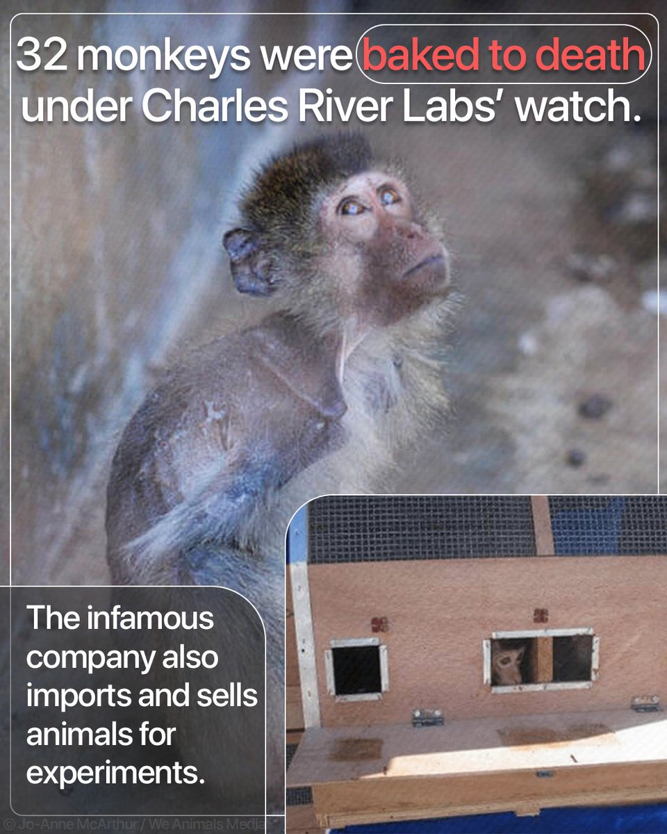 peta's tweet photo. Enough is enough.

Take action for more than 1,000 allegedly illegally imported monkeys trapped at @CRiverLabs! https://t.co/n6oV2ZhG0m https://t.co/a6KtJjLowz