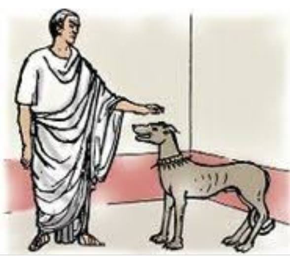 tutubuslatinus's tweet photo. Quis est canis bonus? Tu es canis bonus! https://t.co/eLqNhoAyO2