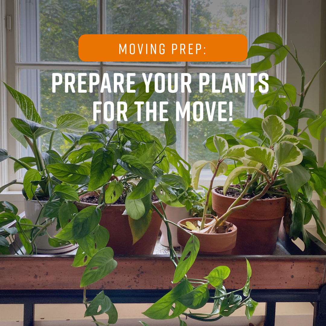 CollegeHunks's tweet image. 🌿🚛 Moving soon? Prep your plants with these tips:

✂️️️ Trim for easy transport. Less foliage, less hassle!

📦 Opt for plastic containers. Added protection and stability for your green buddies.

💧🚫 Avoid overwatering! Keep them light and happy.

#MovingPrep...