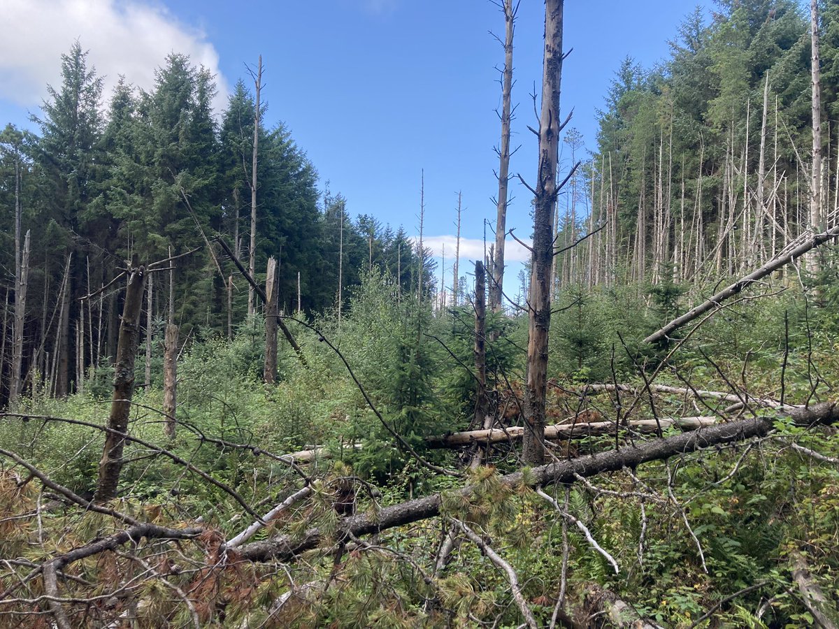 Simon Hart (@simon_forestry) on Twitter photo I know lots of fellow #forestry folk use <a href="/MerlinBirdID/">Merlin Bird ID</a>. While in this Sitka/lodgepole crop, it picked up quiet coal tits and goldcrest amongst others, but not a noisy crossbill directly above. Any others had similar experience? I know lots of fellow #forestry folk use <a href="/MerlinBirdID/">Merlin Bird ID</a>. While in this Sitka/lodgepole crop, it picked up quiet coal tits and goldcrest amongst others, but not a noisy crossbill directly above. Any others had similar experience?