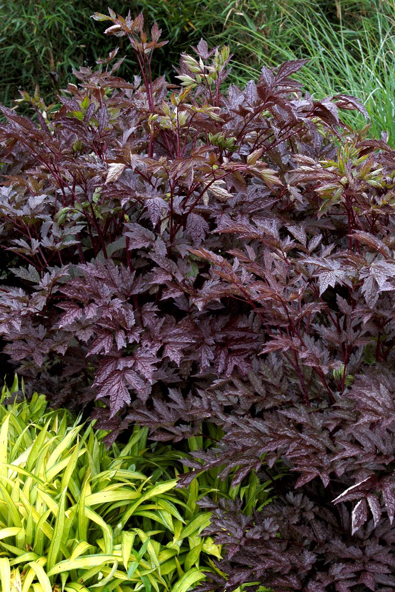 TerraNovaNurs's tweet photo. #PlantOfTheDay: #Actaea 'Black Negligee' has Lacy black foliage that just cloaks the lovely dark stems. Beautiful purple-tinted, white flowers project 2' upward and carry an exotic perfume of grape and jasmine: https://t.co/y0F6pb03Mn https://t.co/5bvOqXqdeq