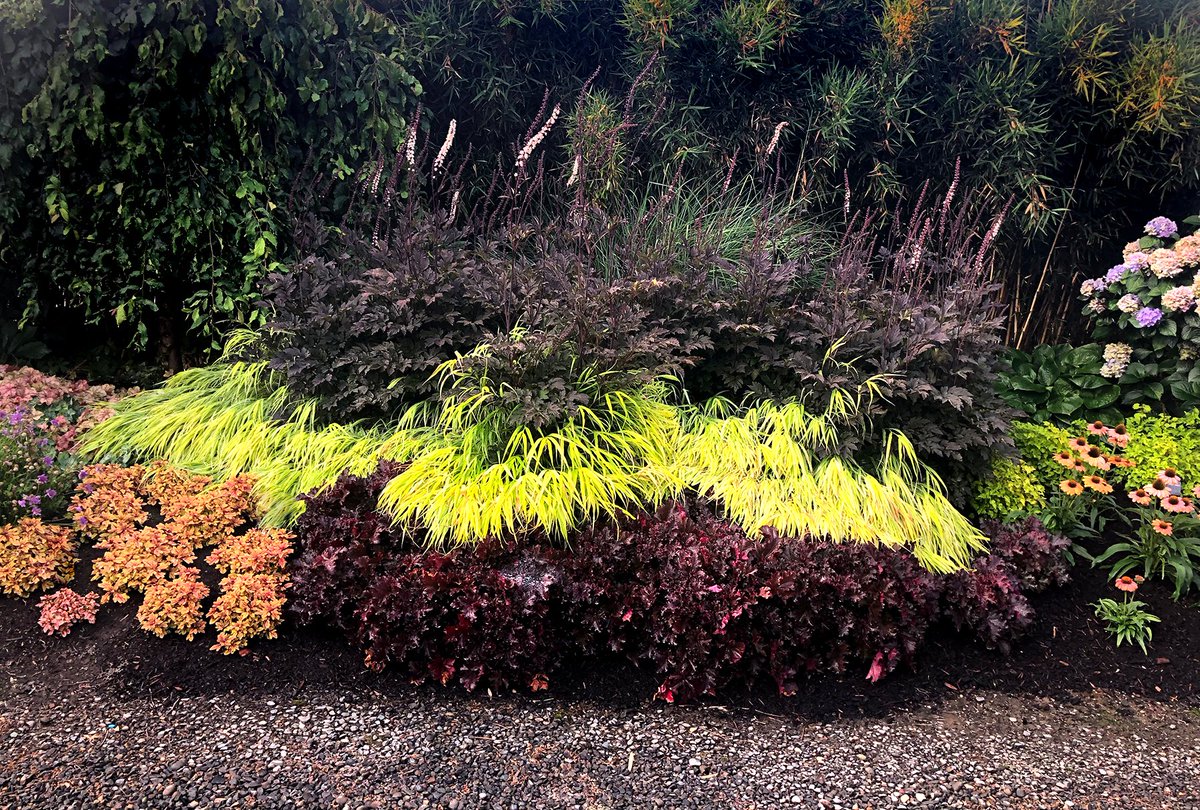 TerraNovaNurs's tweet photo. #PlantOfTheDay: #Actaea 'Black Negligee' has Lacy black foliage that just cloaks the lovely dark stems. Beautiful purple-tinted, white flowers project 2' upward and carry an exotic perfume of grape and jasmine: https://t.co/y0F6pb03Mn https://t.co/5bvOqXqdeq